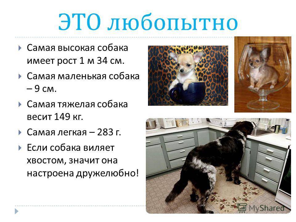 ᐉ 7 самых толстых и жирных собак в мире: как они выглядят, сколько весят и по какой причине потолстели - kcc-zoo.ru