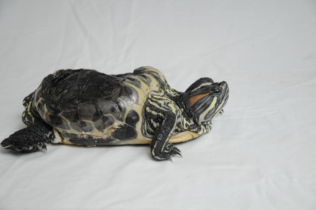Рахит у красноухой черепахи: симптомы, признаки, лечение