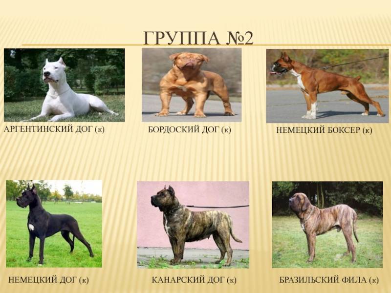 Бульдог: фото собак и разновидности породы, отличительные черты и описание