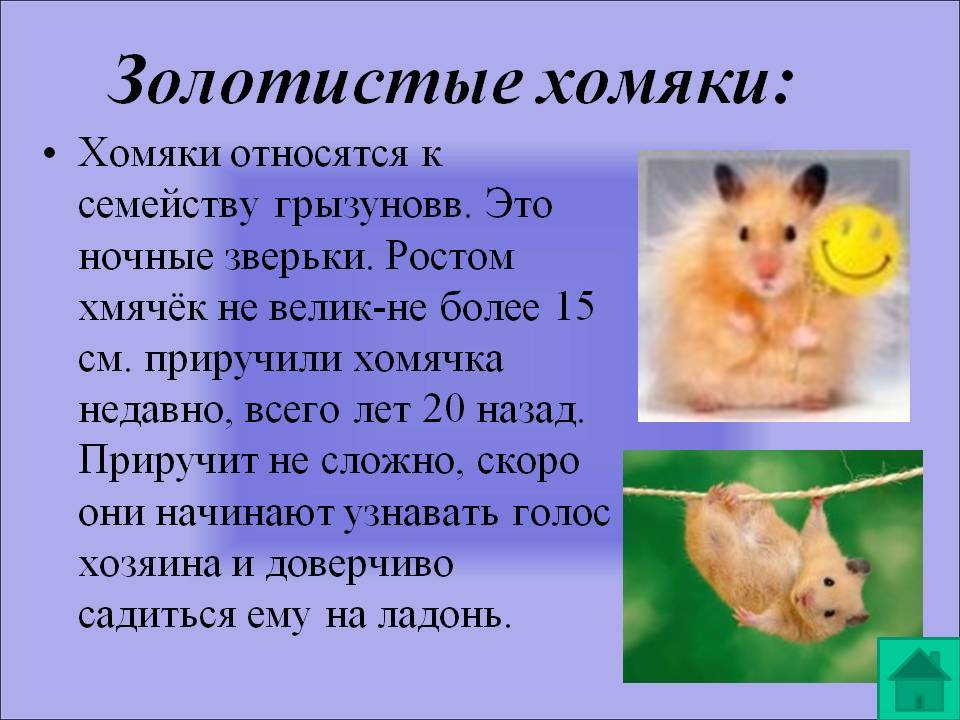 Интересные факты о хомяках — сайт эксперта по животным — howmeow