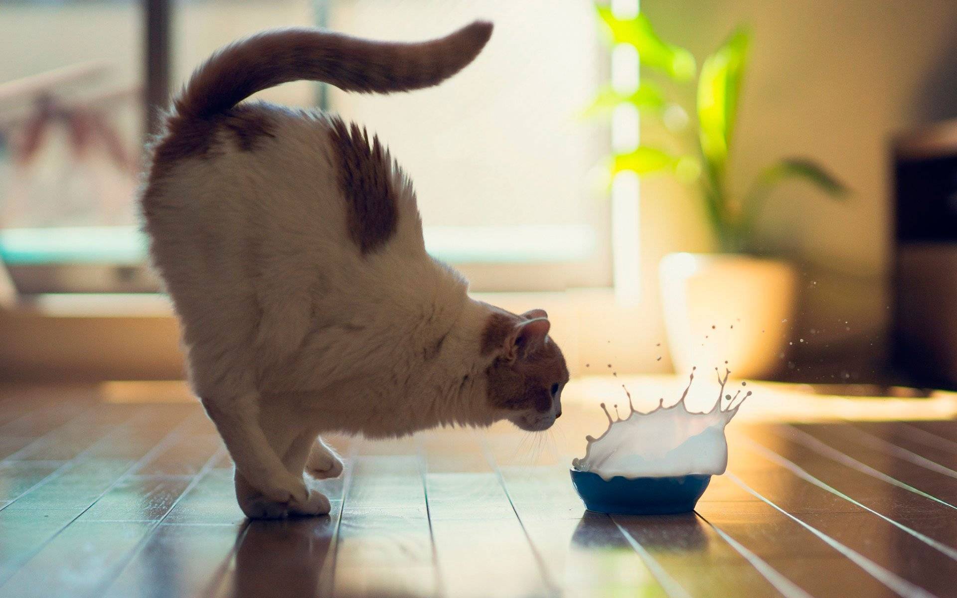 15 советов, которые облегчат жизнь кошкам в доме и сделают их счастливее