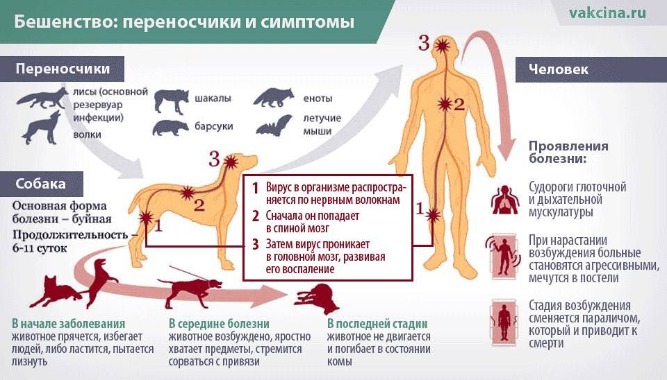 Инфекционные заболевания собак опасные для человека
