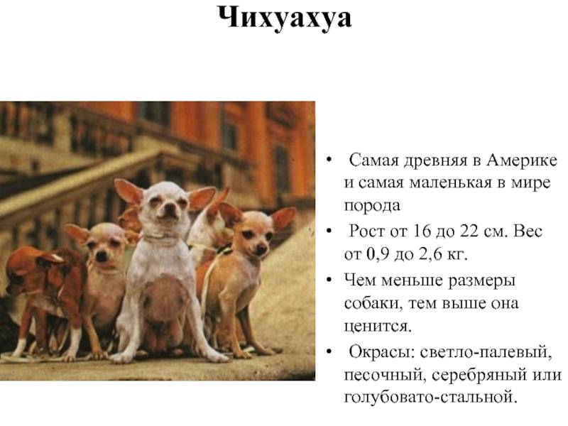 Обзор породы собак чихуахуа: описание с фото, уход и содержание, щенки