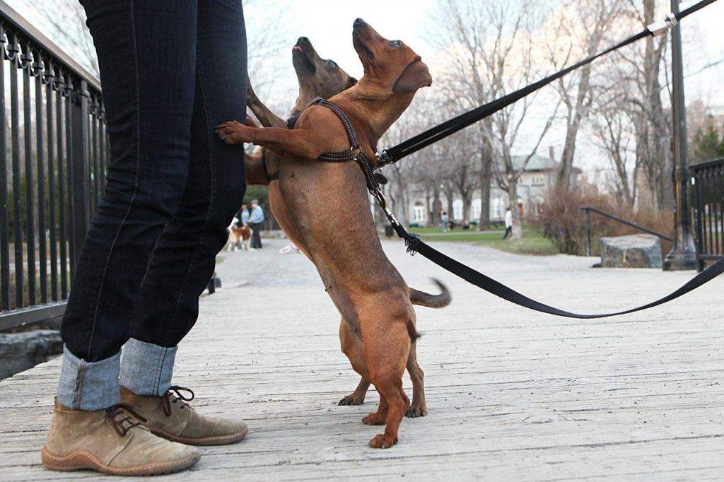 Как отучить собаку прыгать на чужих людей и хозяина