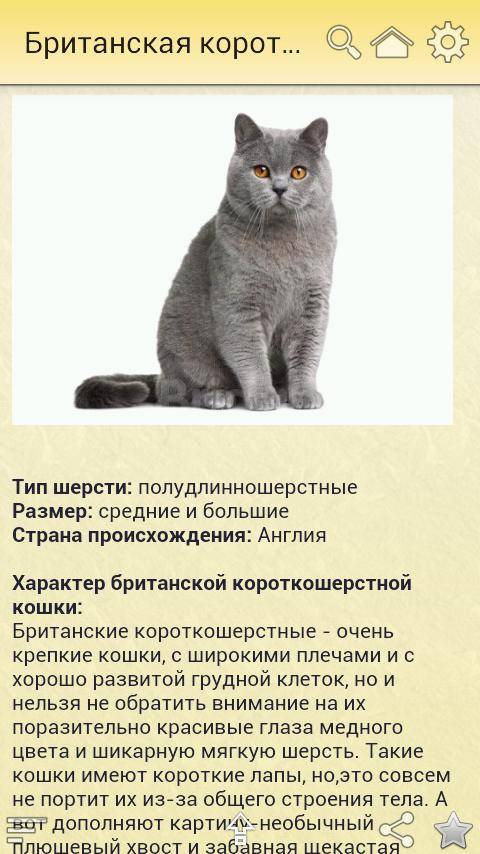 ᐉ шартрез - описание пород котов - ➡ motildazoo.ru