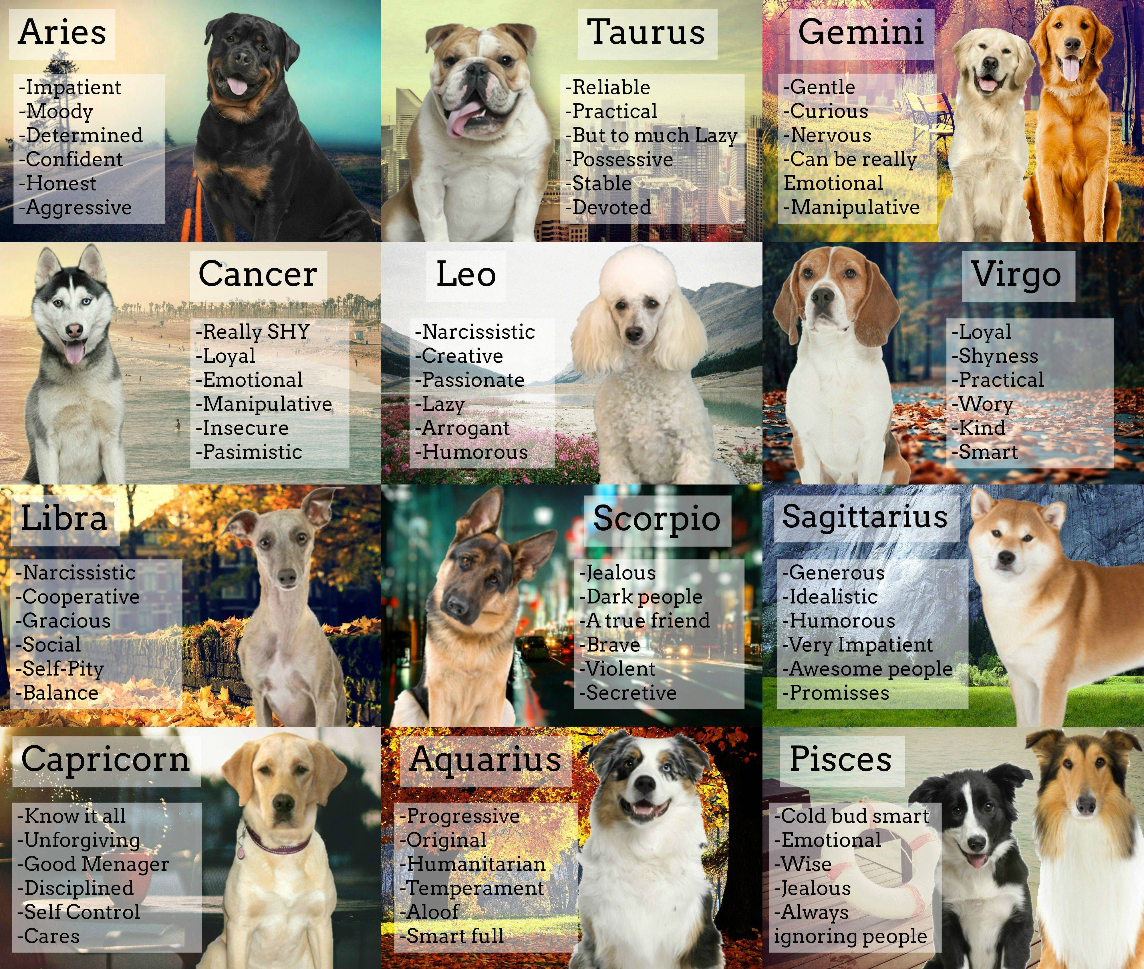 Собачий гороскоп - самое точное описание вашего питомца