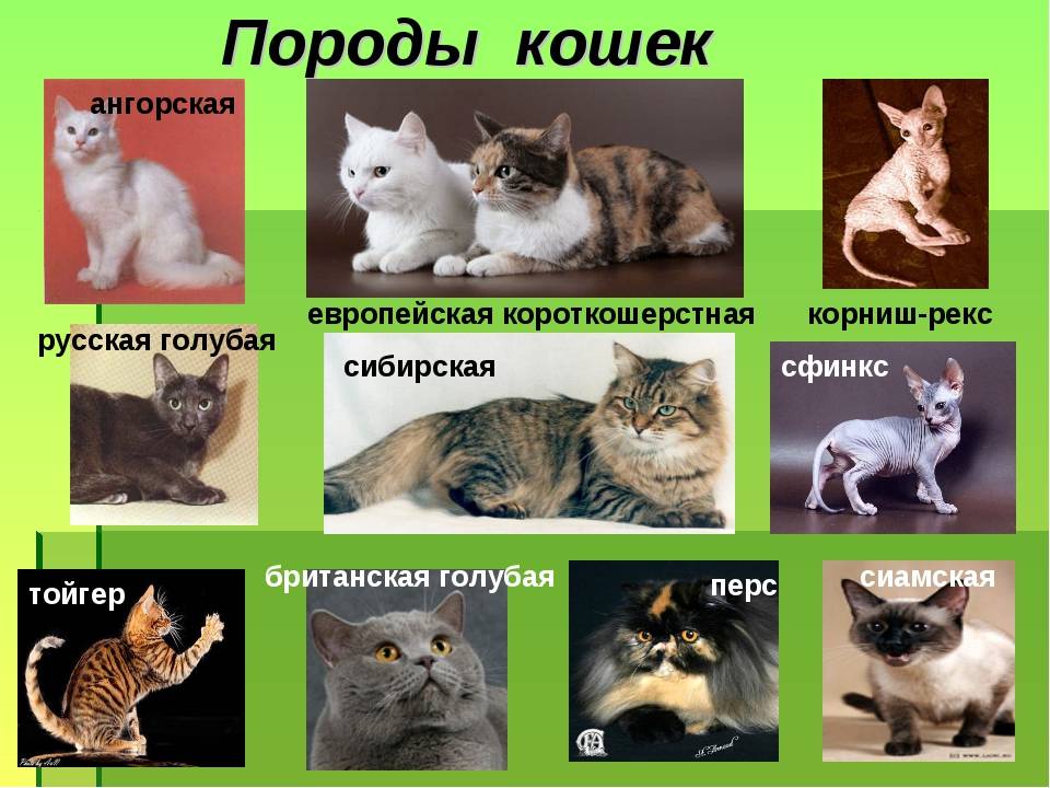 Как определить породу кота/кошки по фото или очевидным признакам
