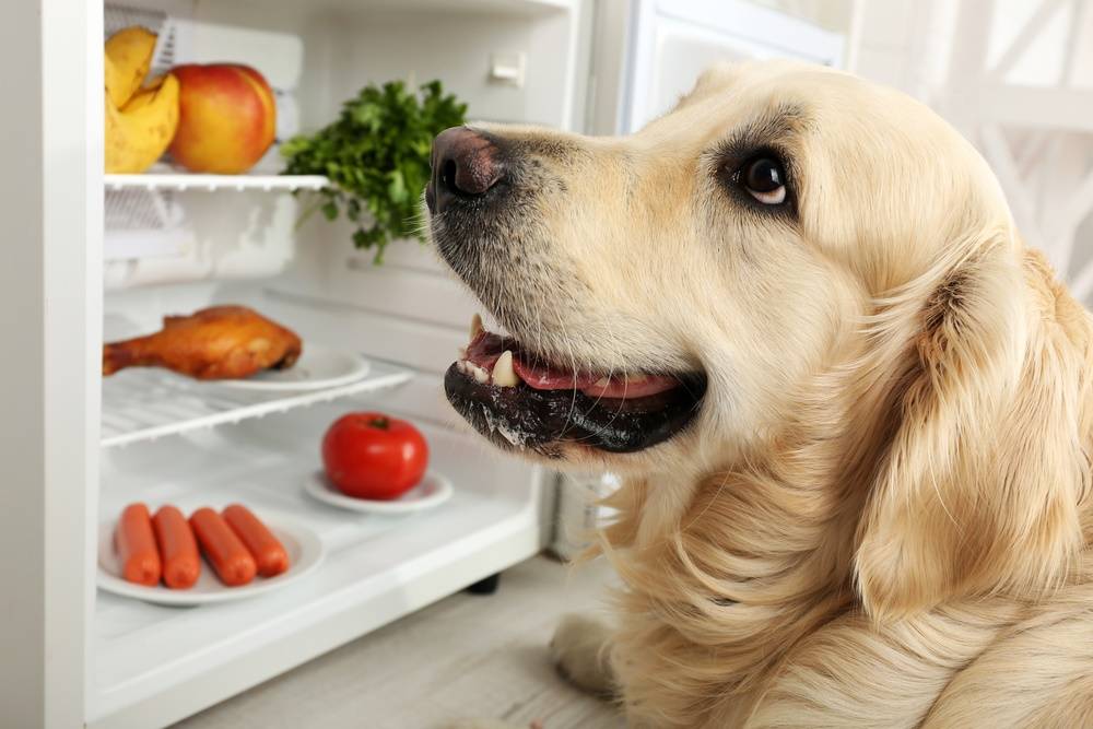 Типичные ошибки кормления собак в домашних условиях