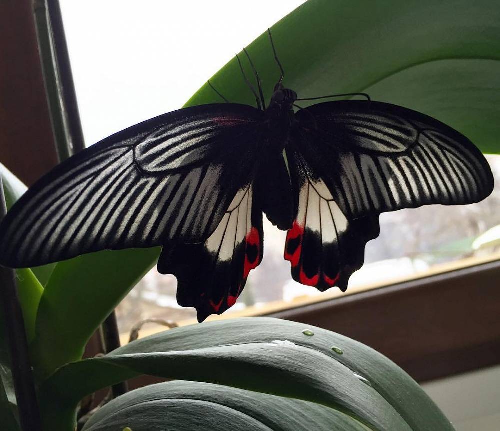 Разведение бабочек в домашних условиях
