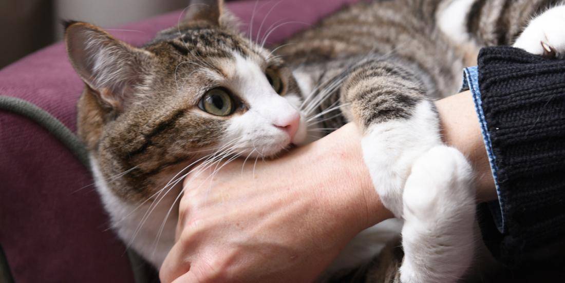 Почему кошки кусают руки хозяина: причины, как отучить