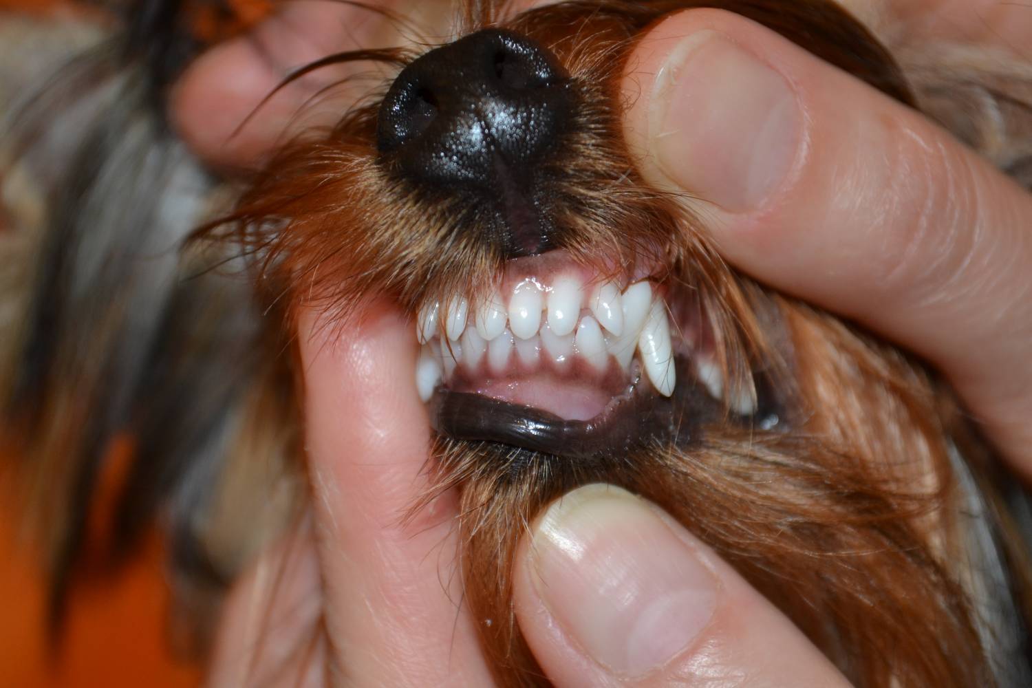 Смена зубов у йорка. некоторые нарушения | дети фауны