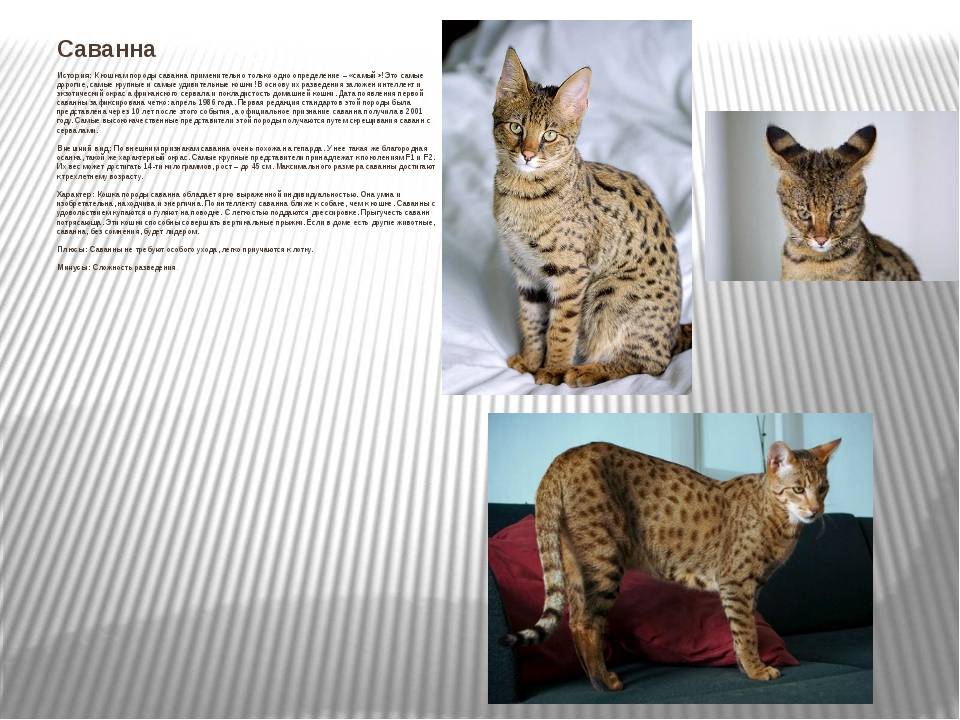 Все о домашних африканских сервалах: габариты и описание дикой породы кошек