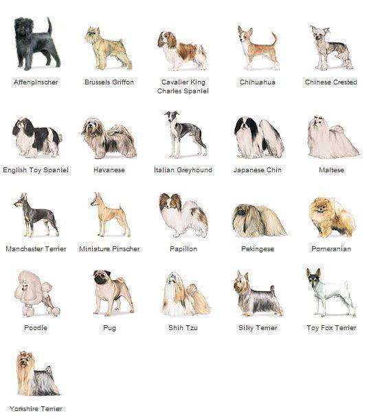 Маленькие породы собак с названиями, размером и фото | petguru