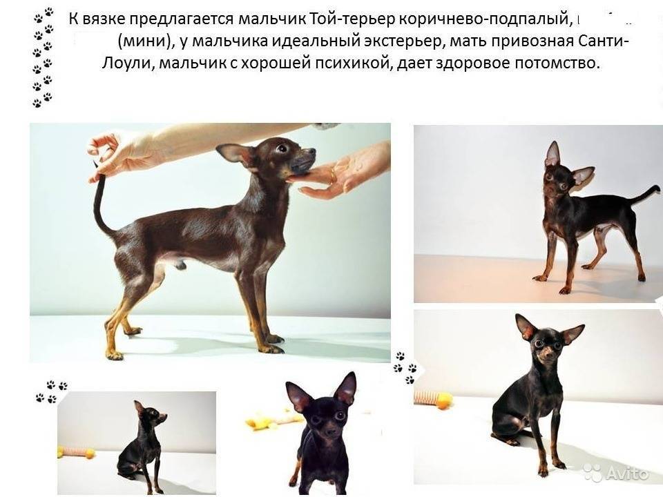 Английский той-терьер: фото и описание породы собак
английский той-терьер: фото и описание породы собак