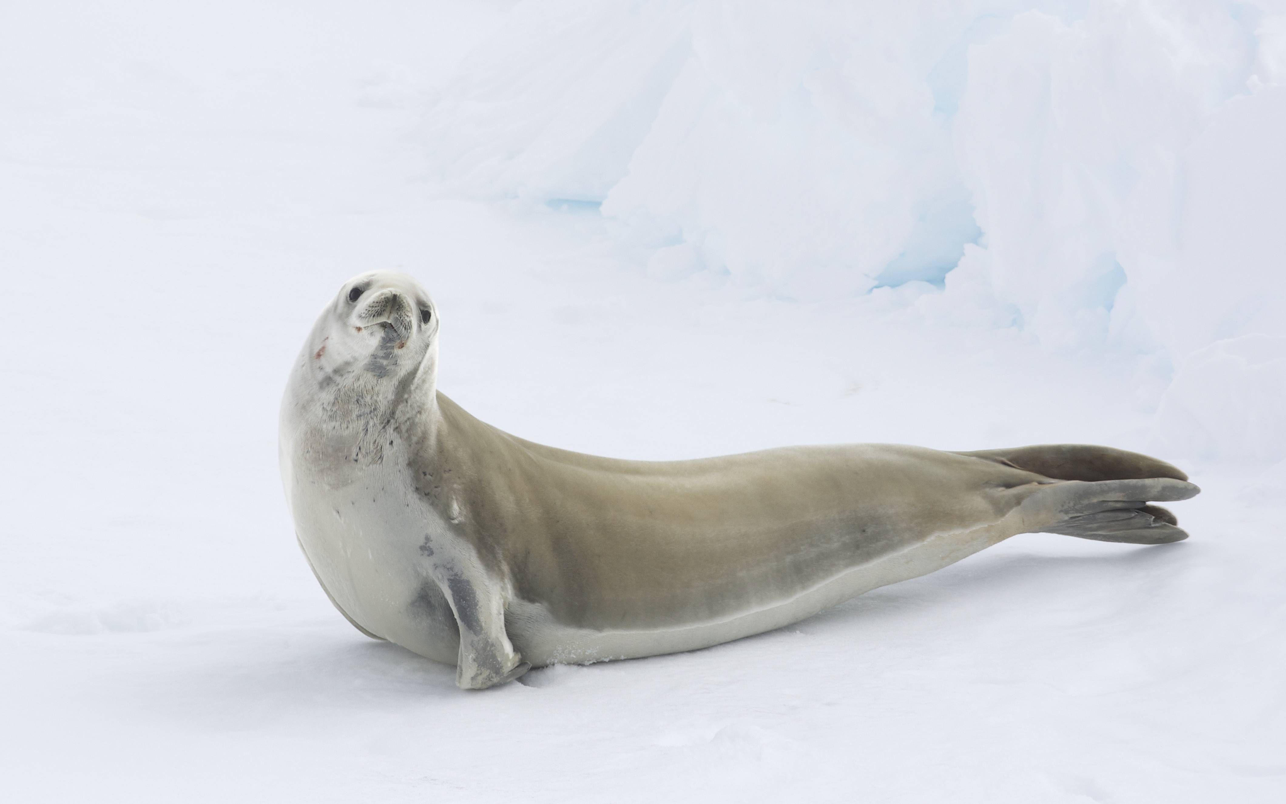 Моржи и тюлени. описание морских млекопитающих