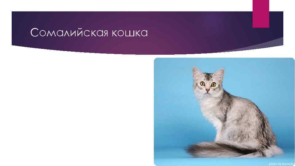 Описание сомалийской кошки с фото: внешний вид, характер, особенности ухода за животным