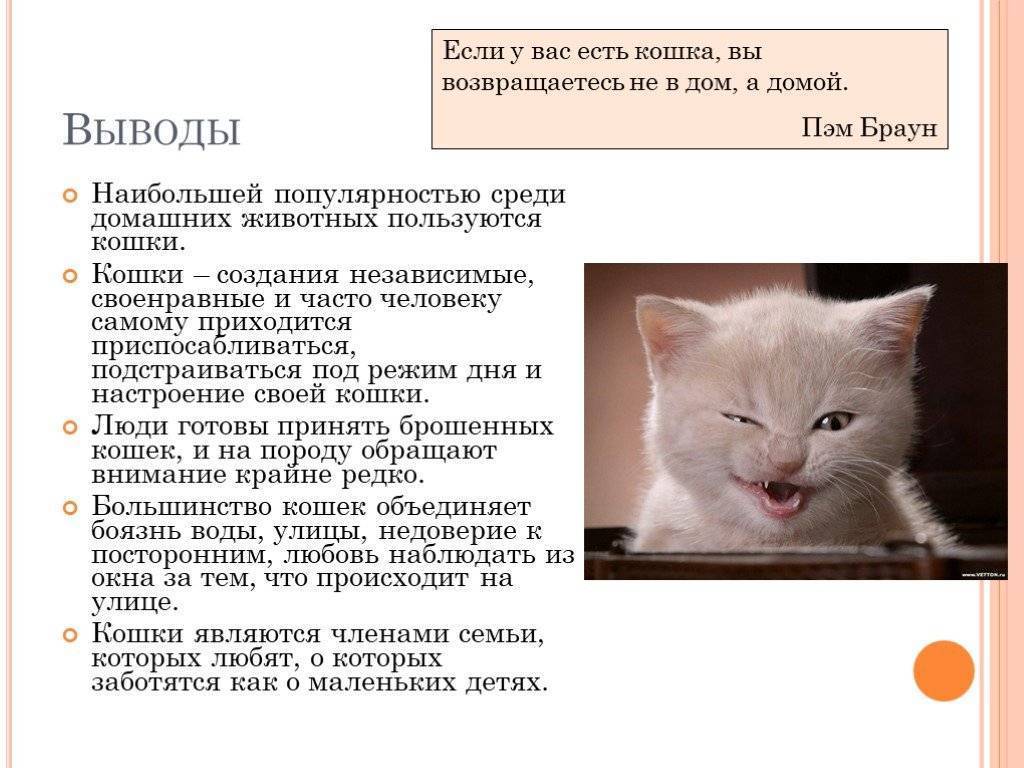 Описание и фото ориентальной кошки, стандарт породы, характер котов-ориенталов и особенности их содержания