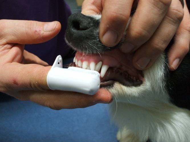 Зубной камень у собак - причины возникновения и методы лечения