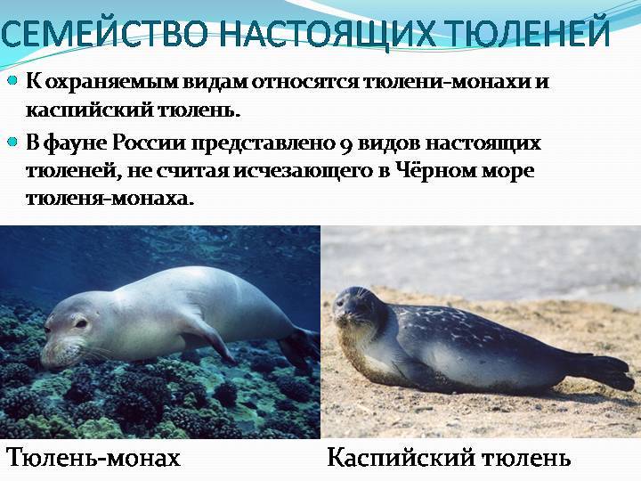 25 интересных фактов о тюленях