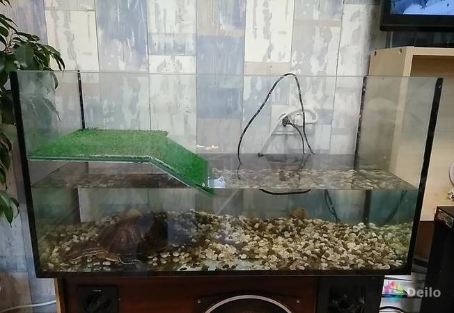 ᐉ как и как часто менять воду в аквариуме с красноухой черепахой - zoopalitra-spb.ru