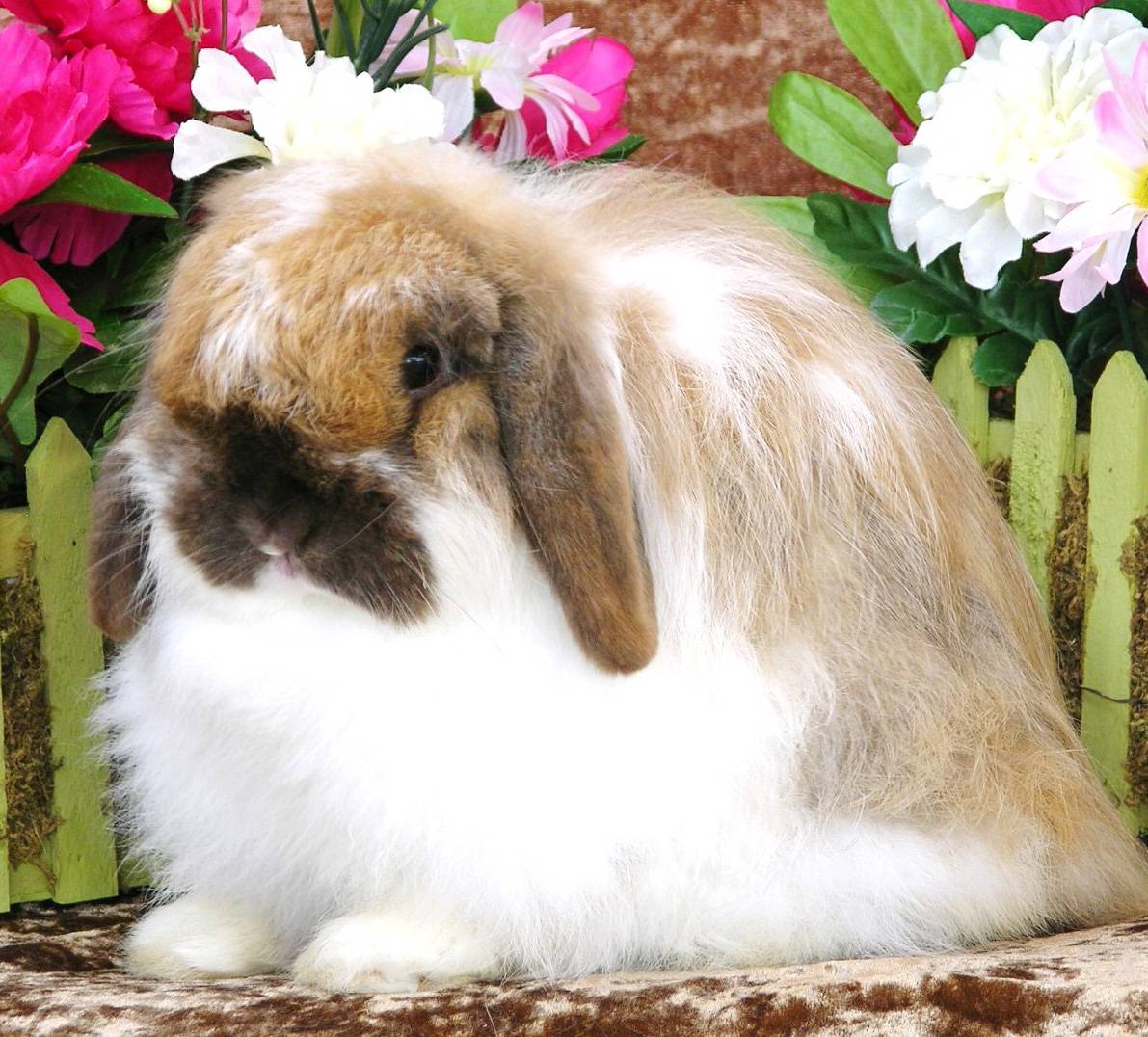 Породы кроликов: названия, описания, фотографии
