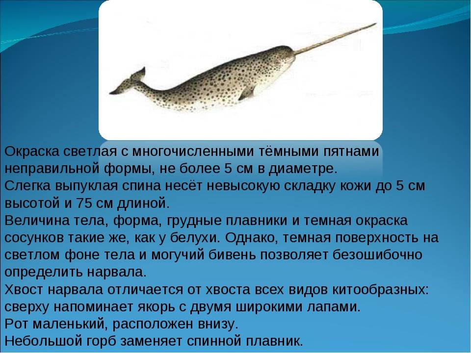 Рыба нарвал фото и описание
