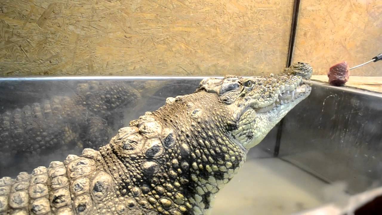 Домашние крокодилы. правила ухода и содержания в домашних условиях | все о животных