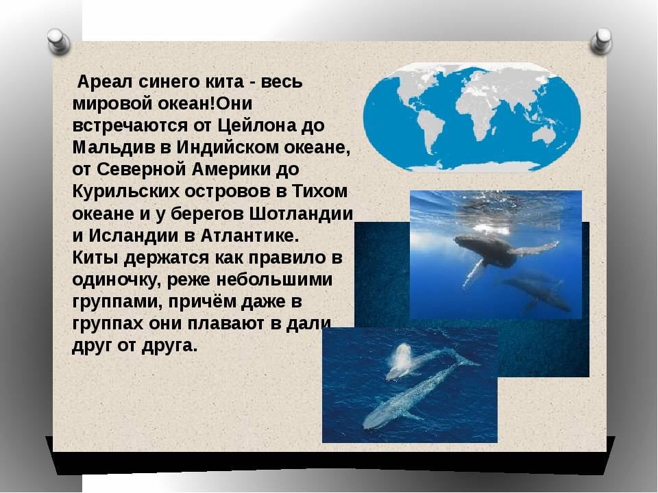 Серый кит - фото и описание животного, куда мигрируют, где обитают, размеры и вес