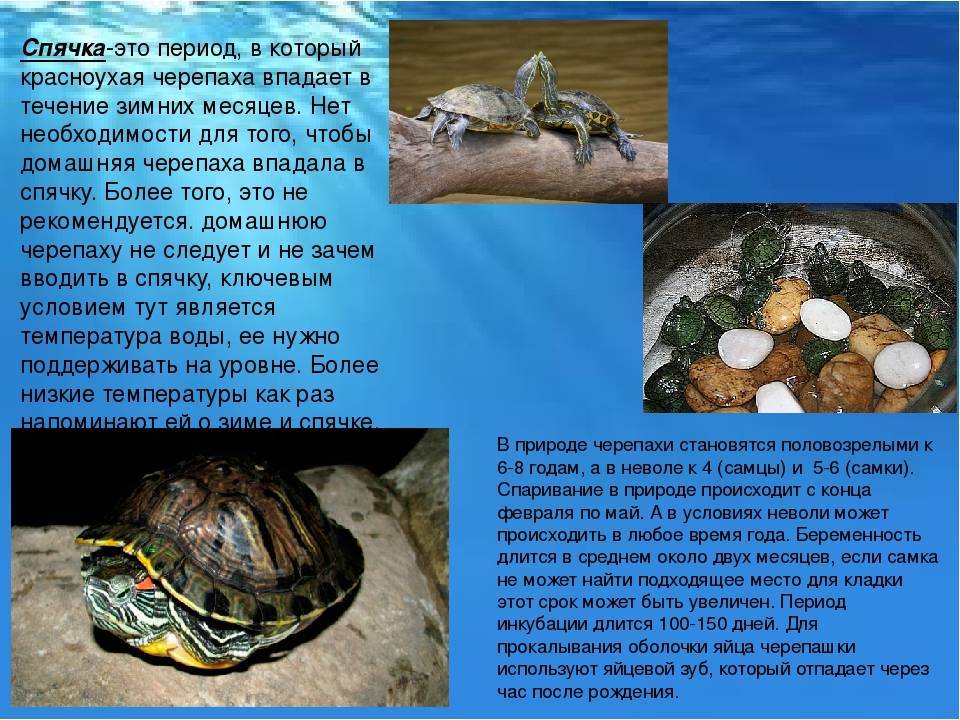 ᐉ черепахи: от чего умирают, как понять что она впала в спячку, а не умерла - kcc-zoo.ru
