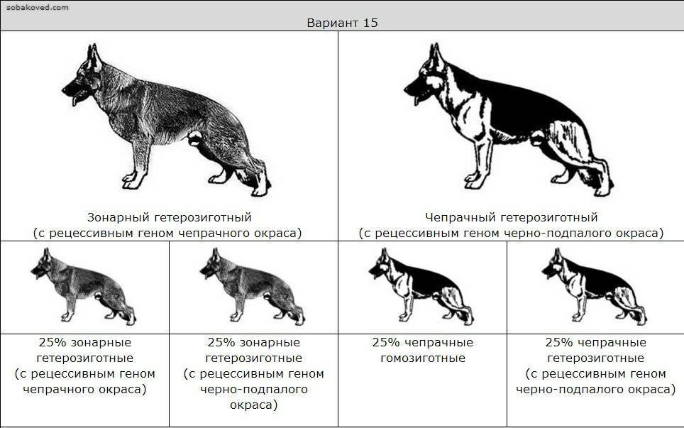 Как выбрать щенка немецкой овчарки: советы :: syl.ru