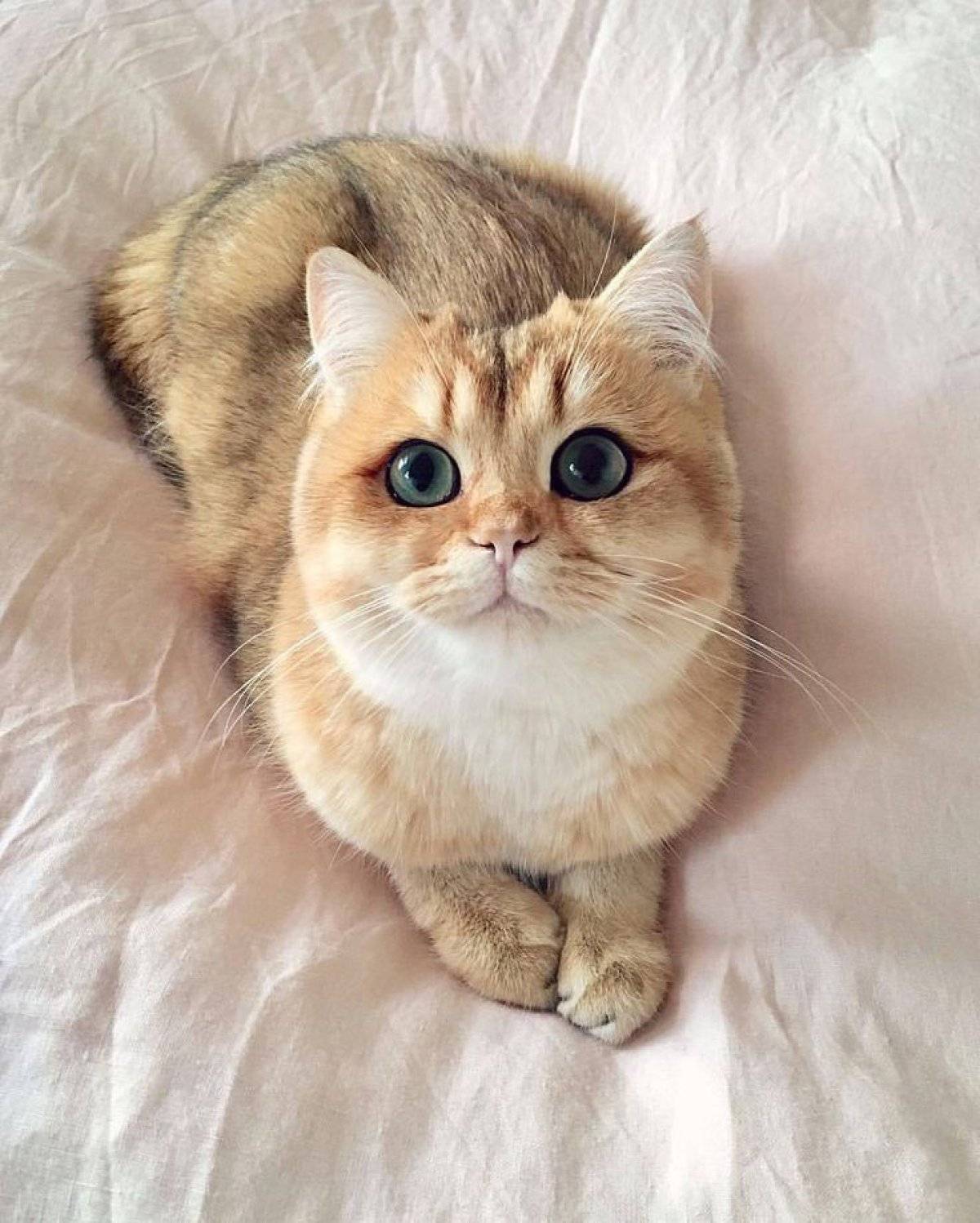 Новая порода кошек — снупи, милые коты с большими глазами, белый кот коби, как называется котёнок с огромными глазами