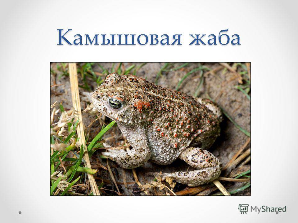 Шпорцевая лягушка. описание, особенности, уход и содержание шпорцевой лягушки