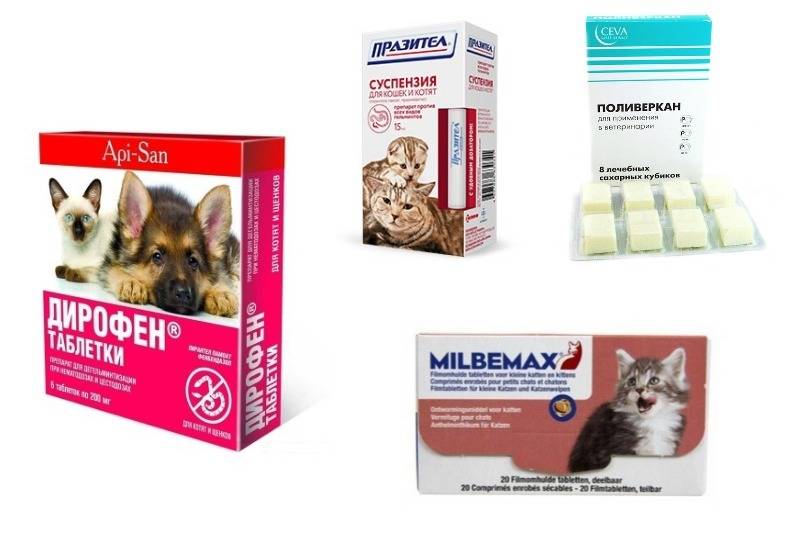 Таблетки и лекарства для кошек от поноса: список всех возможных лекарственных средств и их дозировка | звери дома