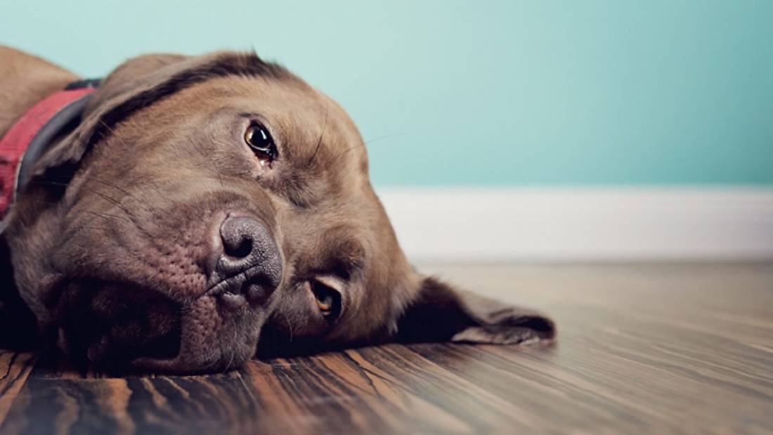 Депрессия у собак: как поднять настроение и развеселить собаку | hill's pet
