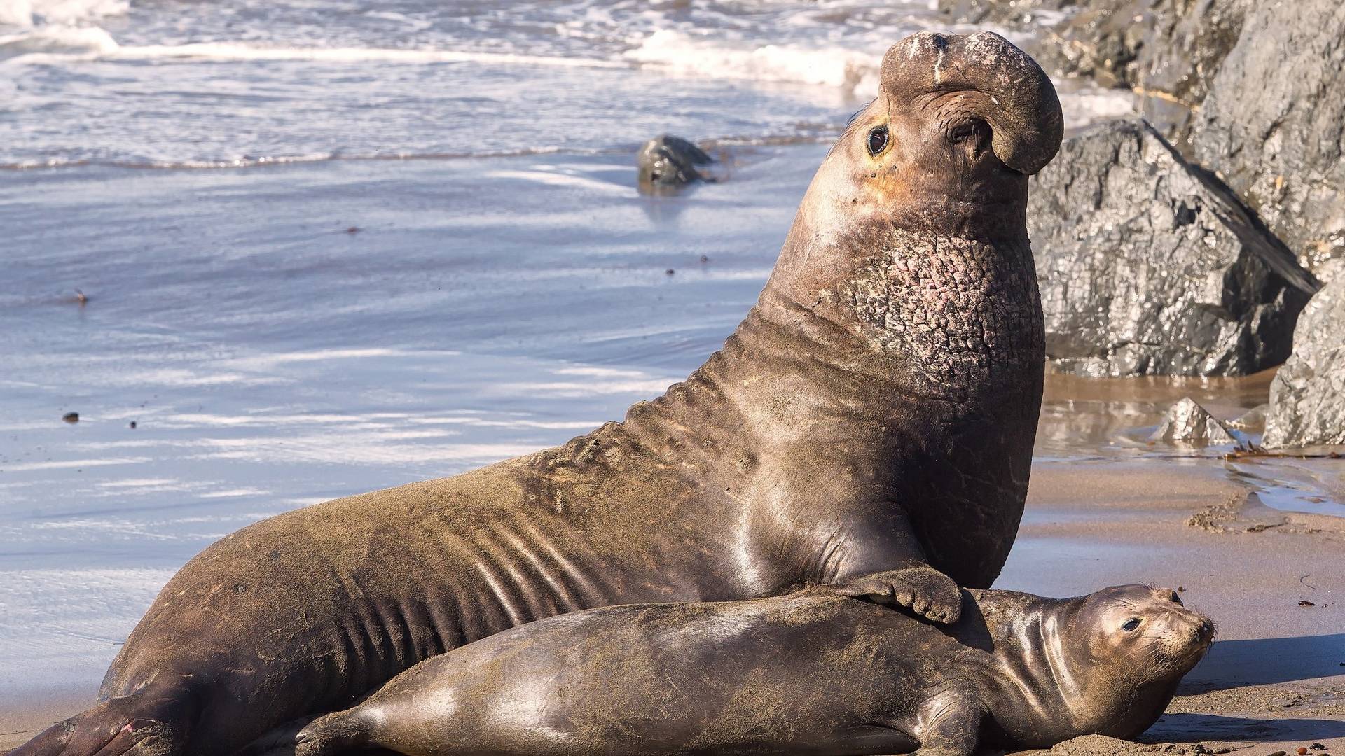 Обыкновенный тюлень: внешний вид, среда обитания, естественные враги
