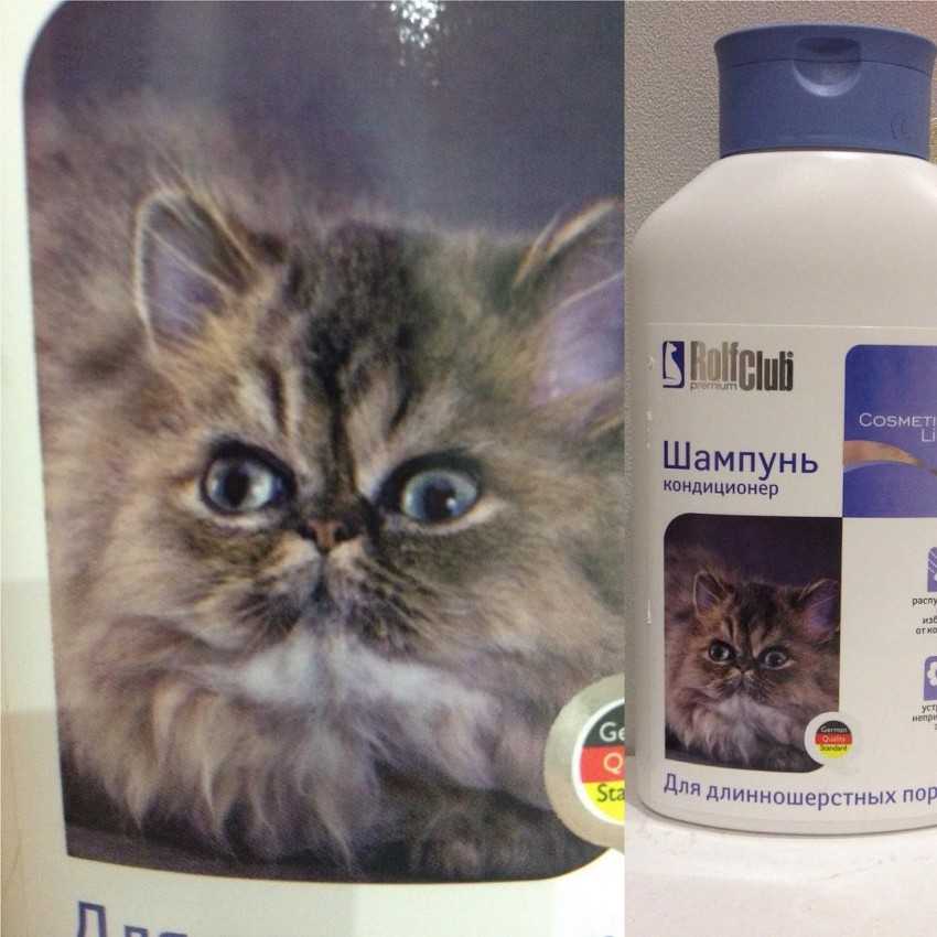 Как выбрать и использовать шампунь для кошек | блог ветклиники "беланта"