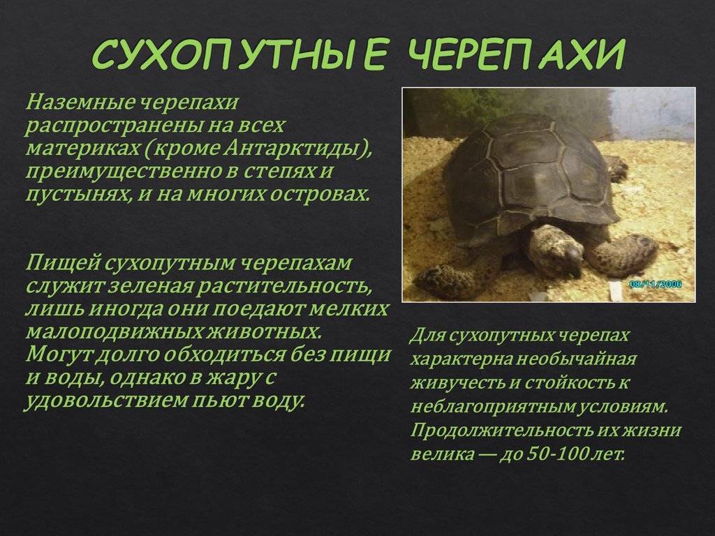 ᐉ стоит ли заводить черепаху, плюсы и минусы содержания сухопутных и красноухих черепах в домашних условиях - zoopalitra-spb.ru