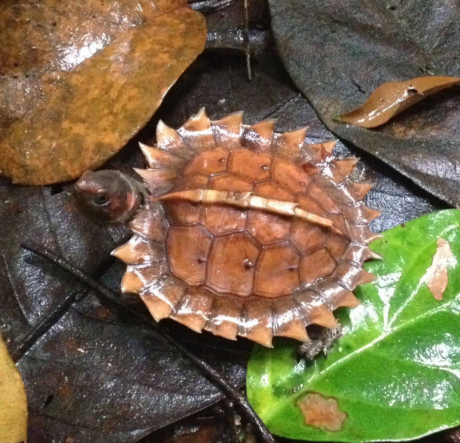 11 причудливых пород черепах « николлетто
