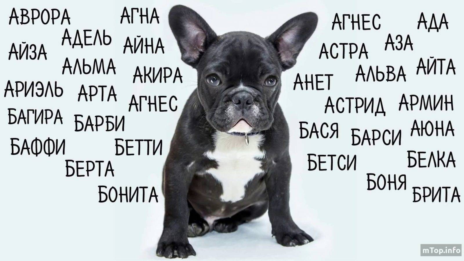 Как придумать кличку собаке маленькой, большой. как назвать собаку мальчика. как назвать собаку девочку. * vsetemi.ru
