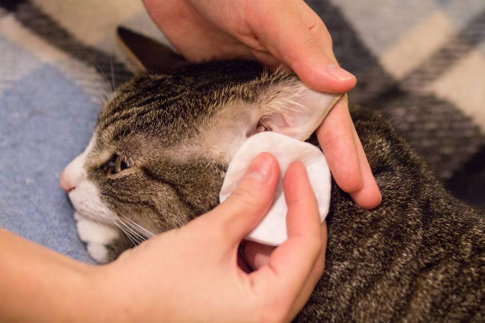 Болезни ушей у кошек - виды заболеваний, их признаки, лечение