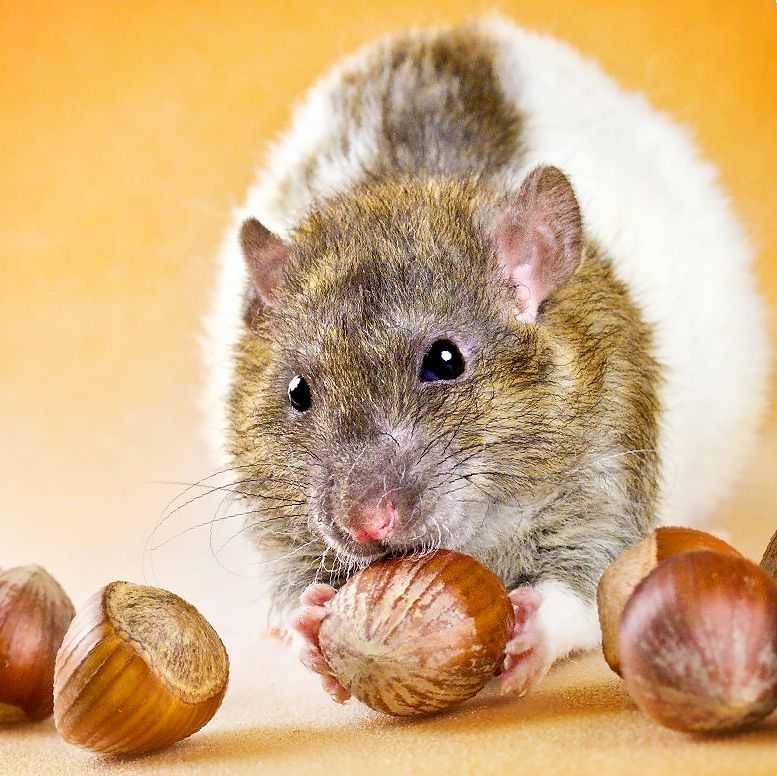 Декоративные мыши в домашних условиях