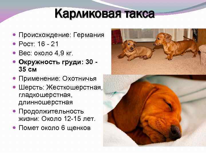 Собака такса: характеристика породы, особенности темперамента, наследственные заболевания