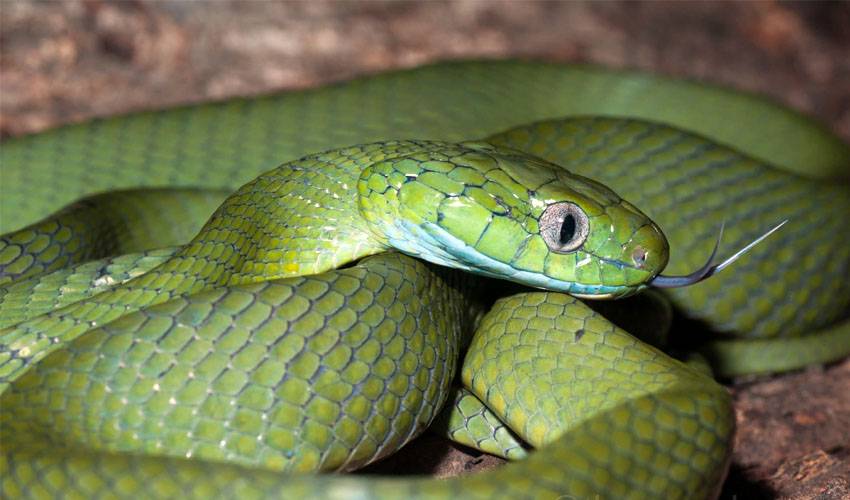 Мангровая змея, или мангровая бойга | мир животных и растений