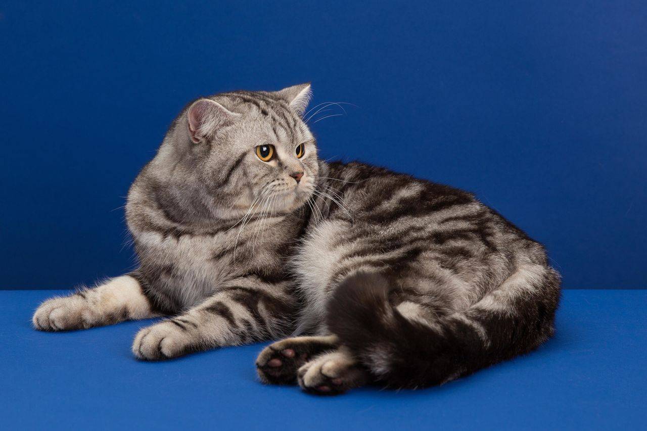 Скоттиш страйт кошка фото и описание шотландской прямоухой кошки