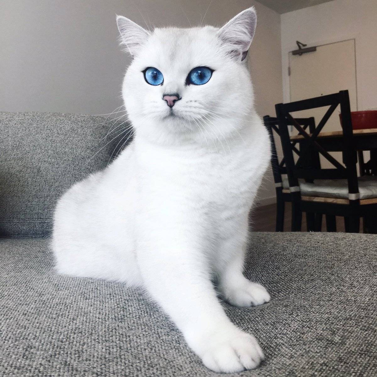 Кот с красивыми глазами — порода кошек коби фото