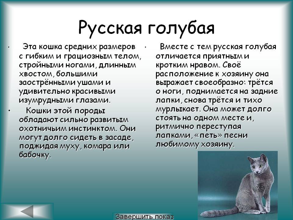 Сибирская кошка: фото и описание породы