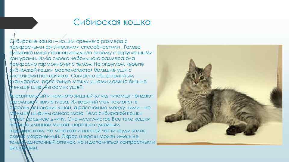 Сибирская кошка фото и описание, сибирский кот крупный питомец из сибири