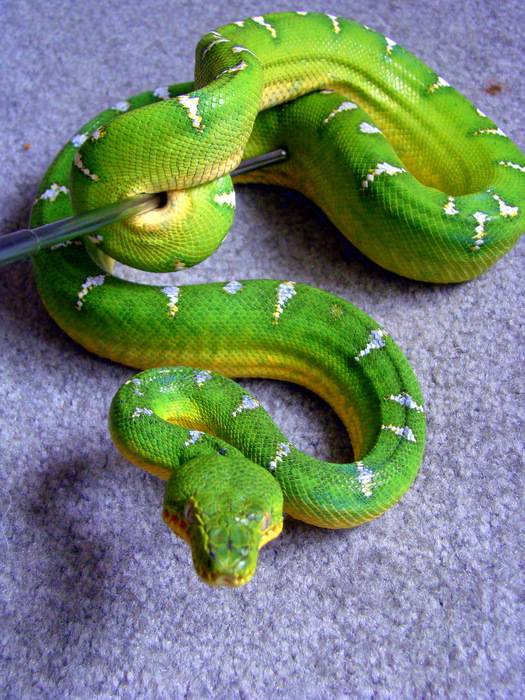 Питон змея (сетчатый, тигровый, черный, зеленый): фото и описание, содержание в домашних условиях