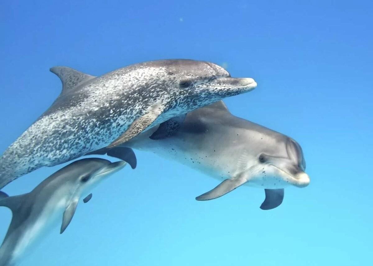 10 великолепных фильмов для семейного просмотра с дельфинами в главной роли