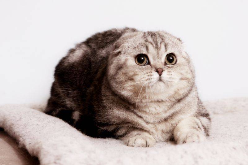 Шотландская вислоухая кошка: характер, описание породы, чем кормить